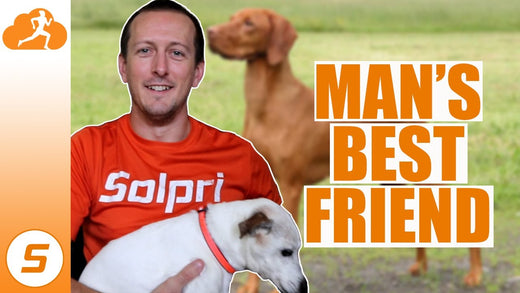 Running Partner Dogs What are the best dog running partners – Solpri